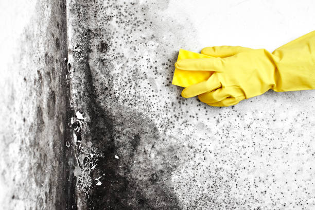 Best Affordable Mold Removal  in Central Park, WA