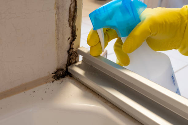 Best Same-Day Mold Removal  in Central Park, WA