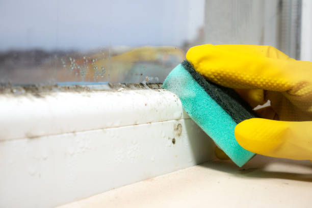 Best Mold Removal Company Near Me  in Central Park, WA