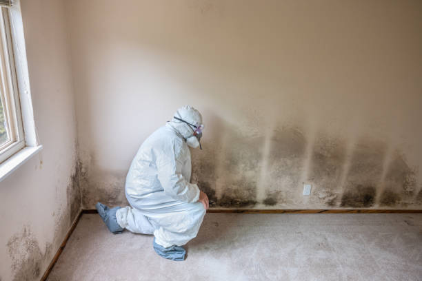 Central Park, WA Mold Removal Pros
