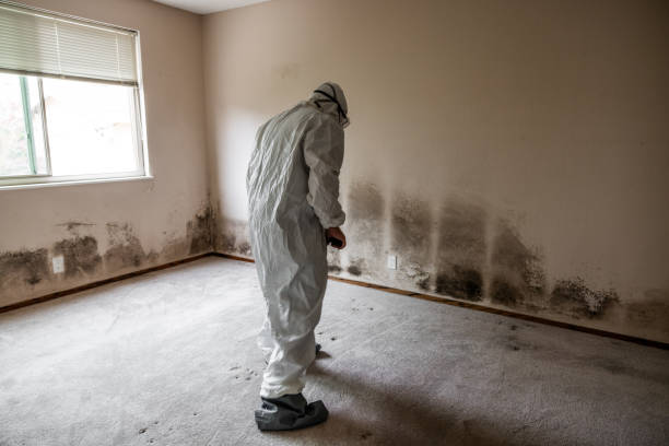 Best Home Mold Removal  in Central Park, WA