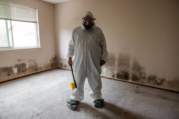 Mold Removal and Inspection in Central Park, WA