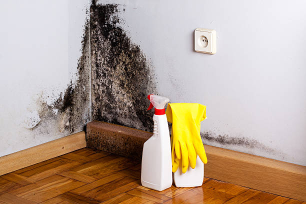 Best Water Damage Restoration  in Central Park, WA